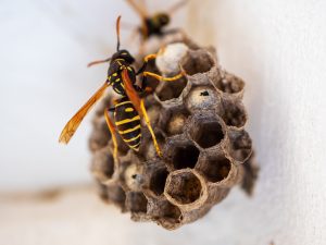 How do you get rid of a hornet nest?