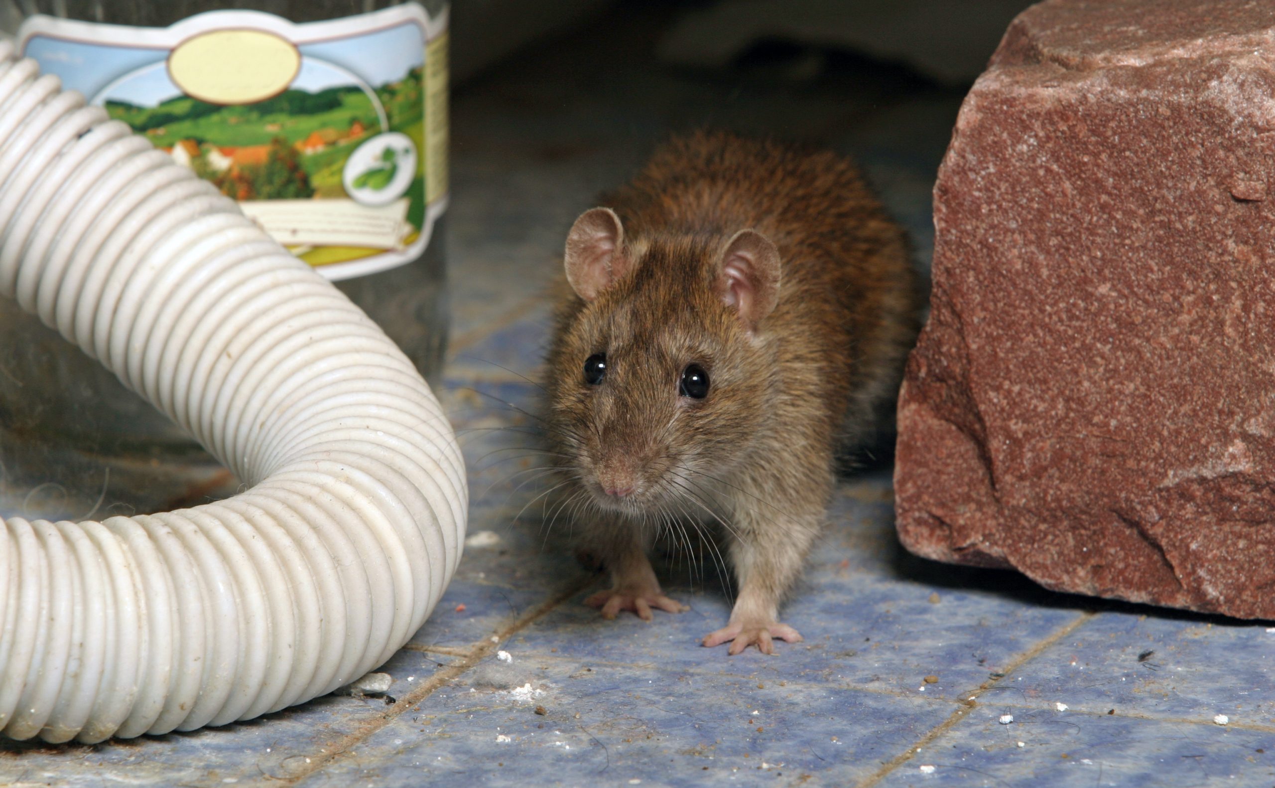 How much does it cost for mice extermination?