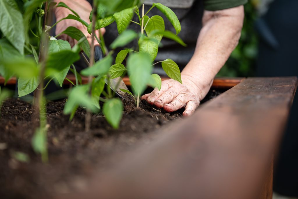 6 Simple Strategies To Prevent Common Garden Pests