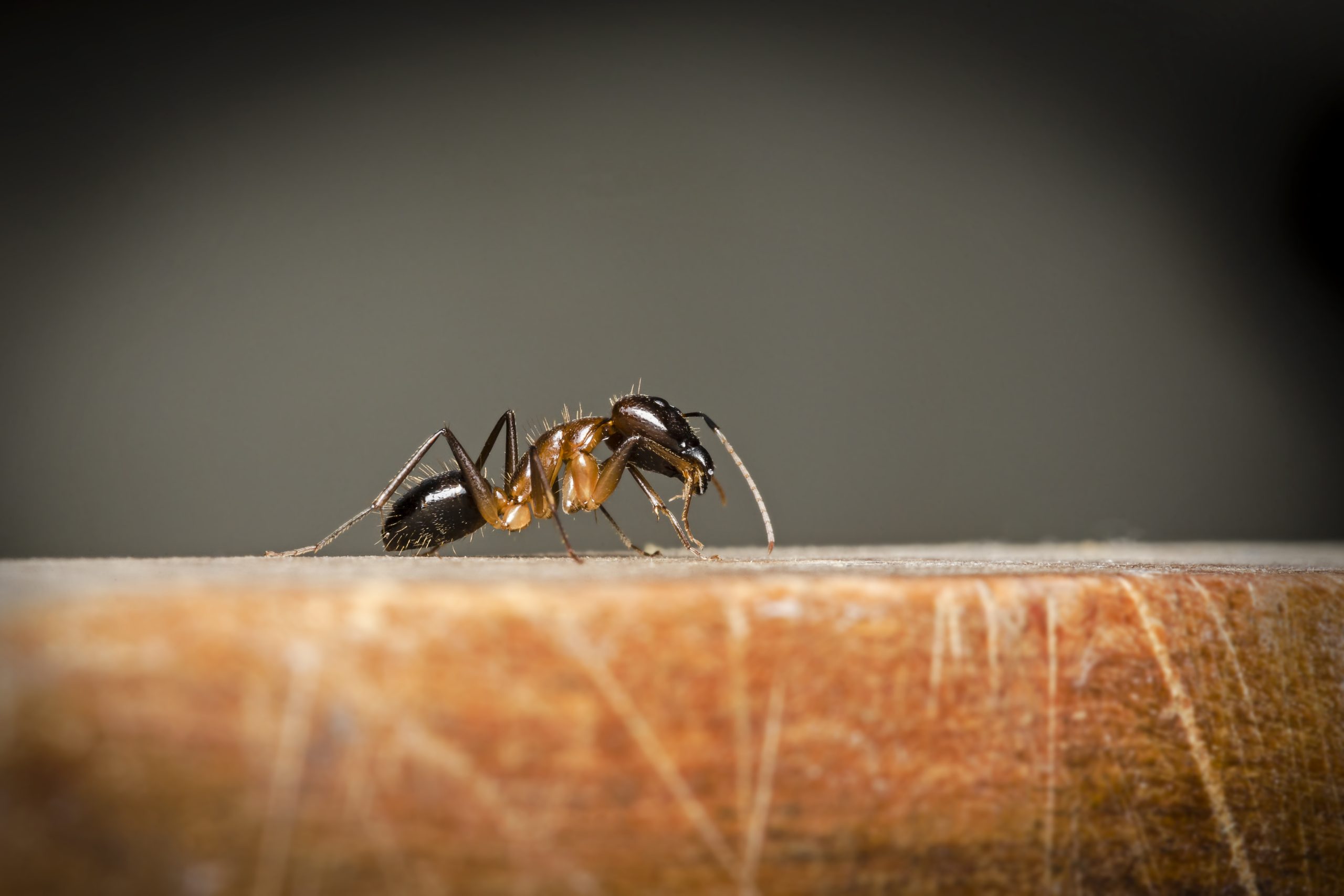 faq - Does Birch Fumigators offer carpenter ant pest control in Acheson?