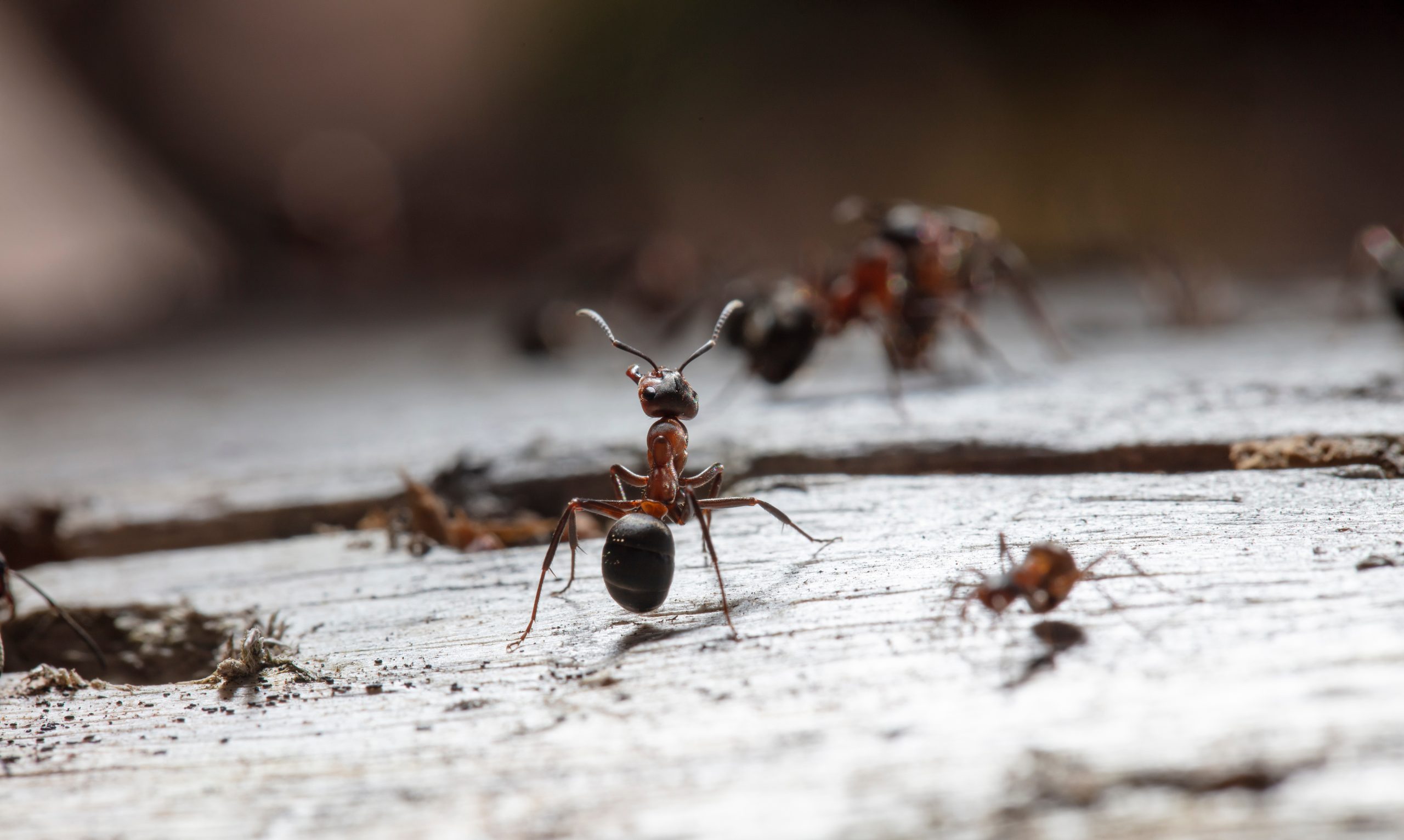 faq - Does Birch Fumigators offer carpenter ant pest control in Beaumont?