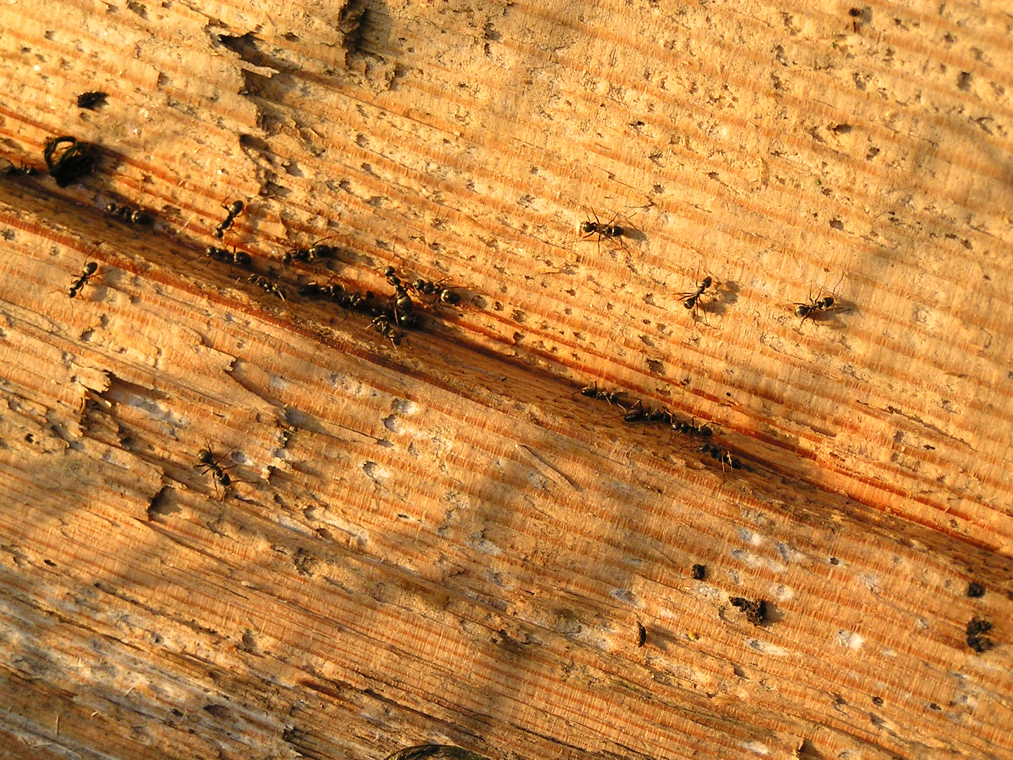 faq - Does Birch Fumigators offer carpenter ant pest control in Fort Saskatchewan?