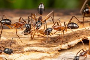 faq - Does Birch Fumigators offer carpenter ant pest control in Sherwood Park?