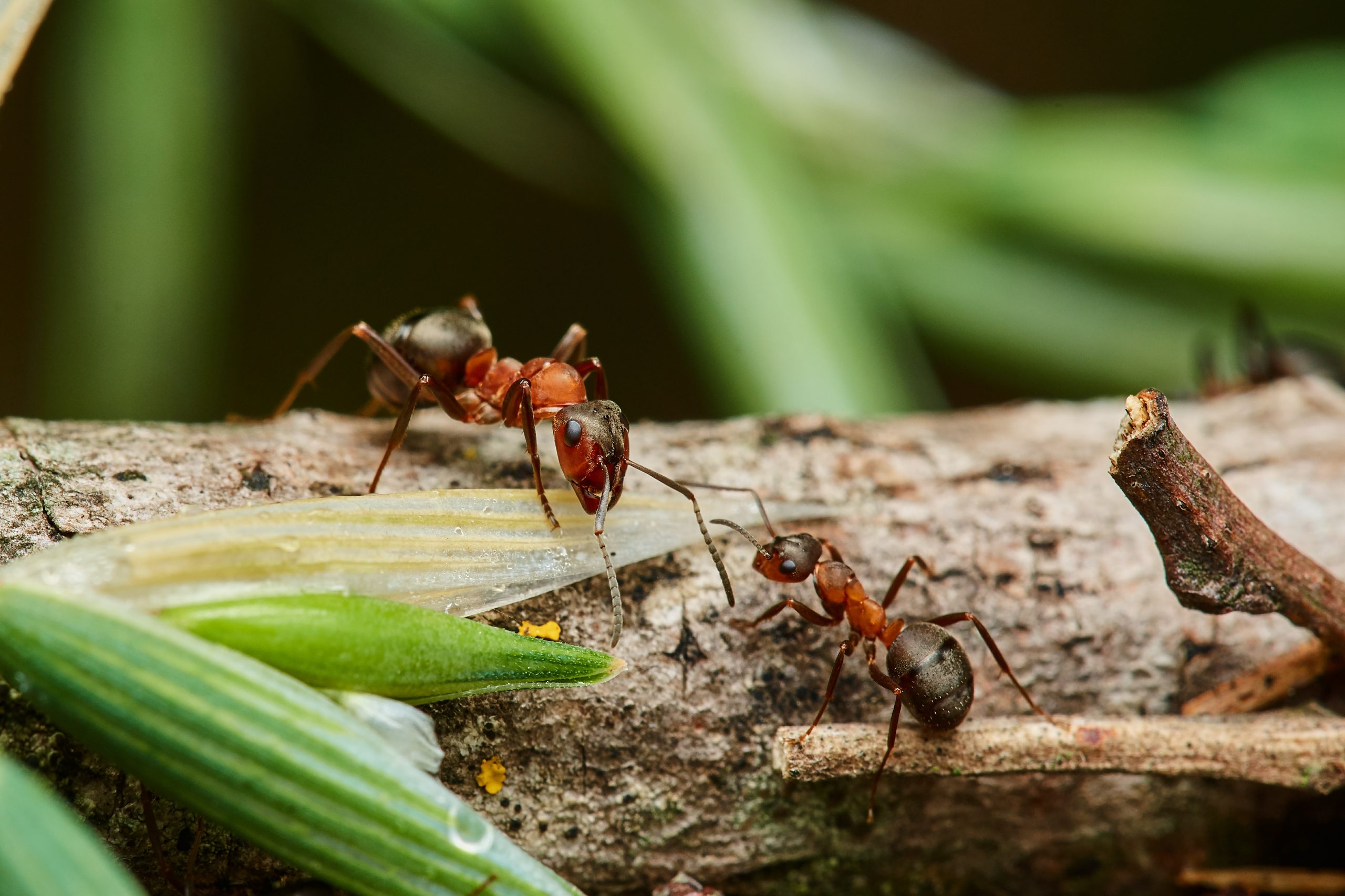 faq - Does Birch Fumigators offer carpenter ant pest control in Spruce Grove?