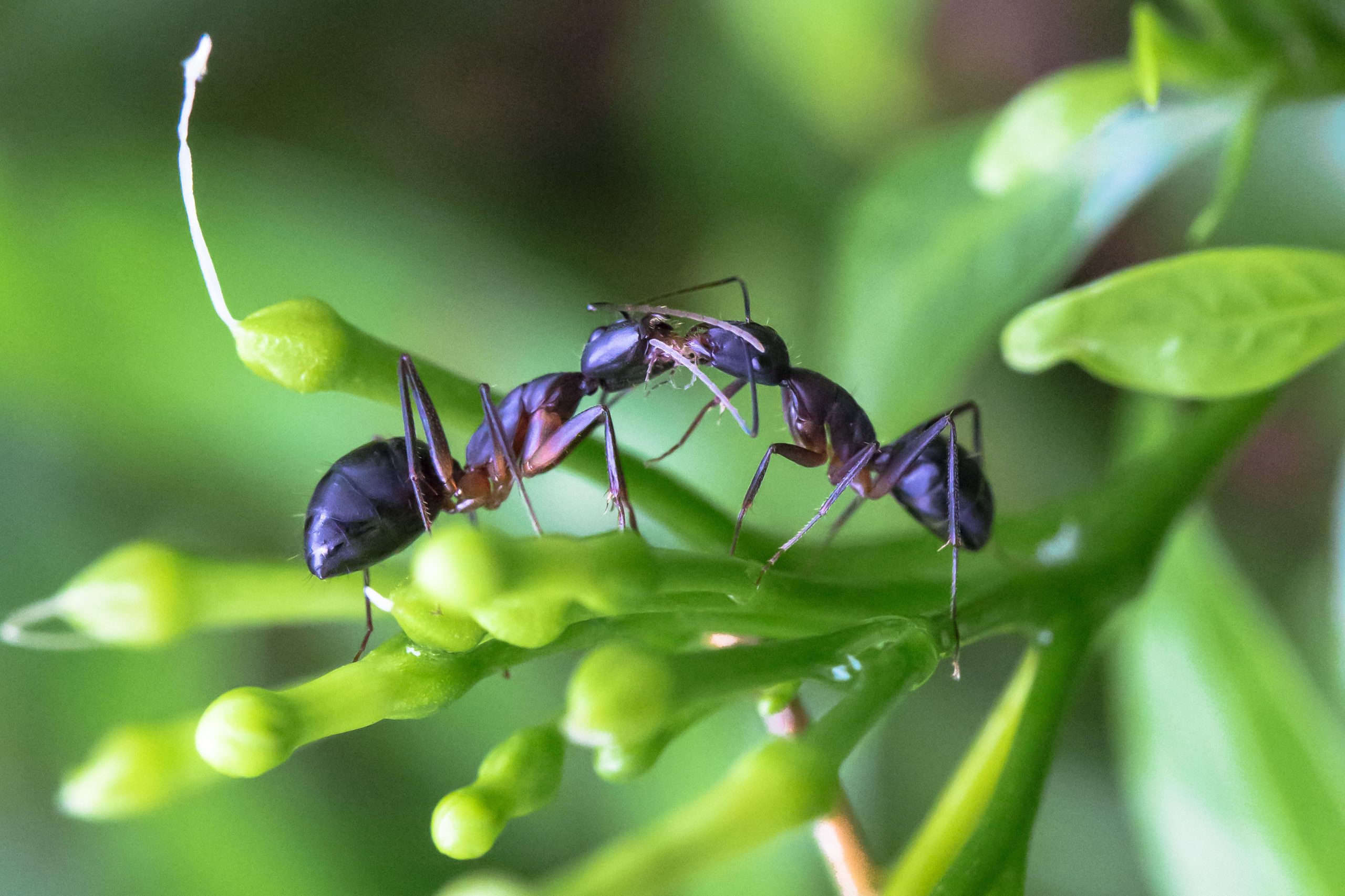 faq - Does Birch Fumigators offer carpenter ant pest control in St Albert
