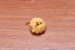 faq - How do exterminators get rid of carpenter ants? - Birch