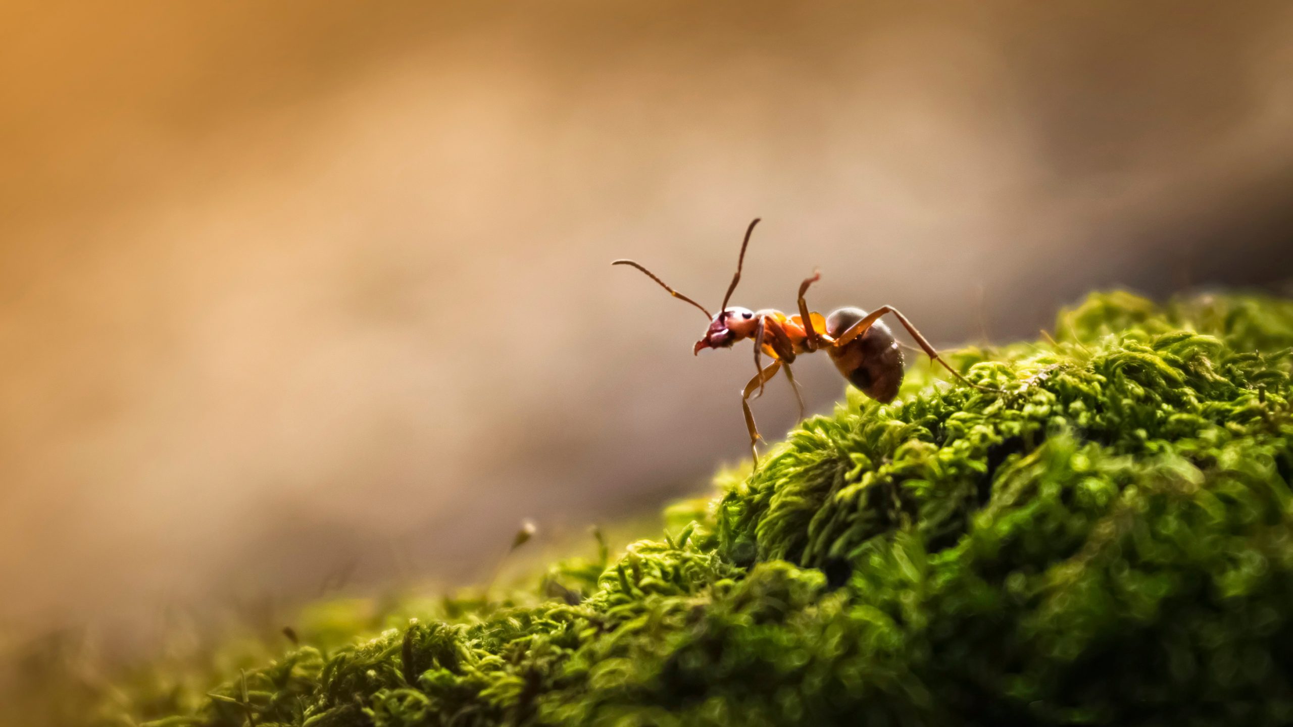 faq - How long does it take to get rid of carpenter ants? - birch