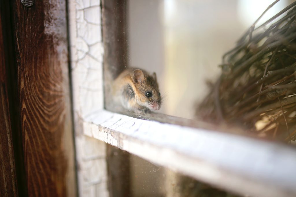 Mouse Proof Your House! 10 Tips To Keep Mice Away