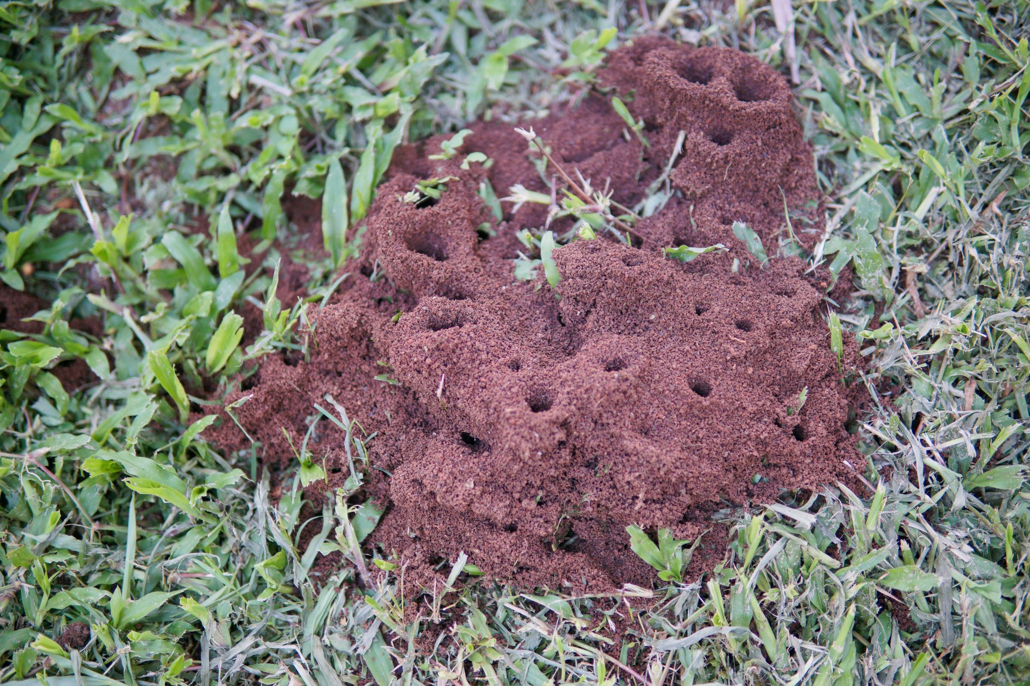 Prevent Ant Hills In Your Lawn 2048x1365 