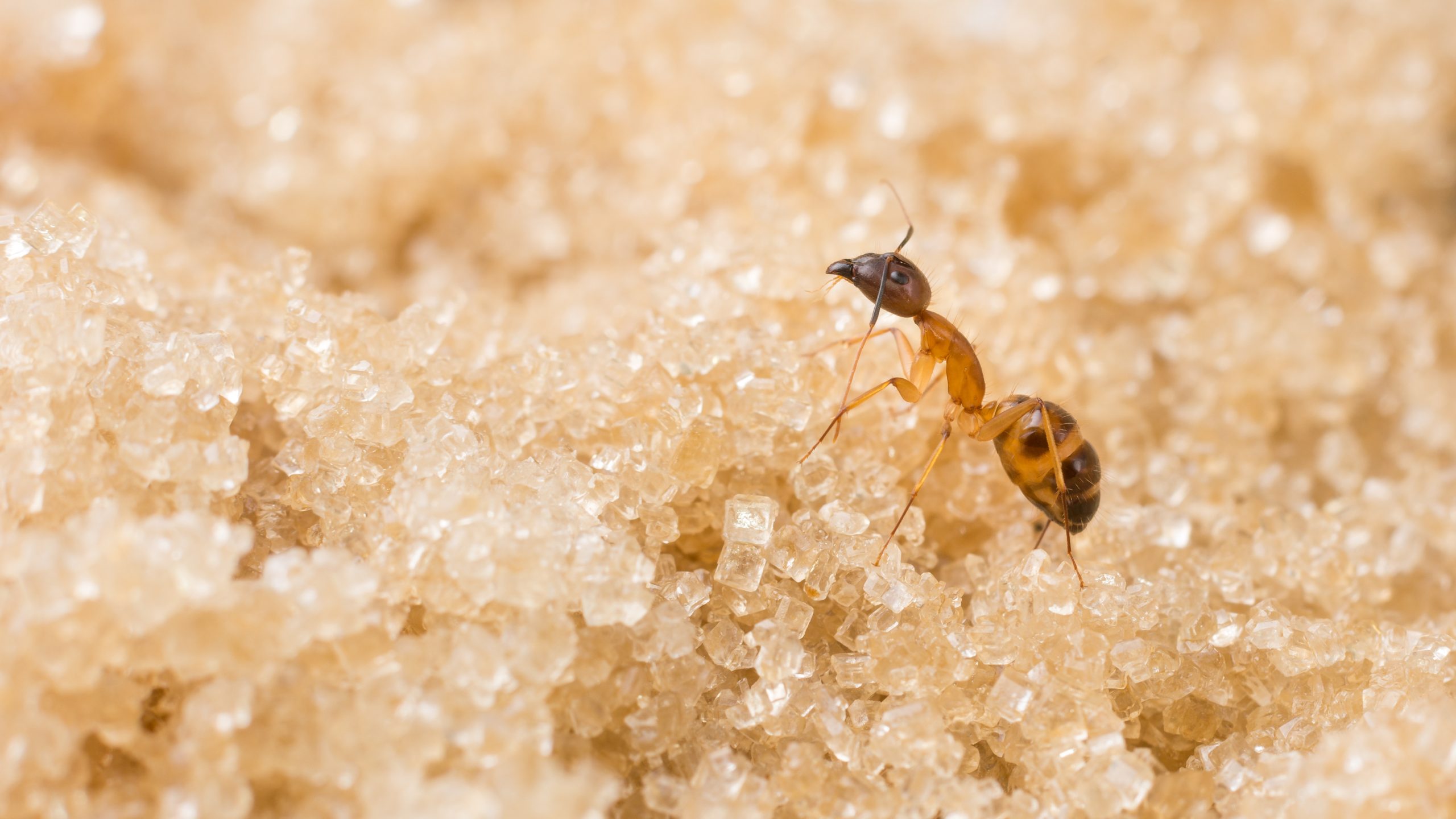 faq - What brings on carpenter ants? - birch