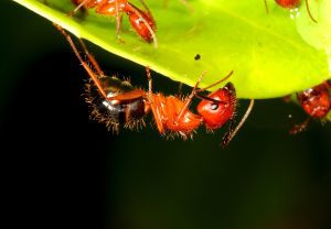 faq - What do Carpenter Ants look like? - Birch