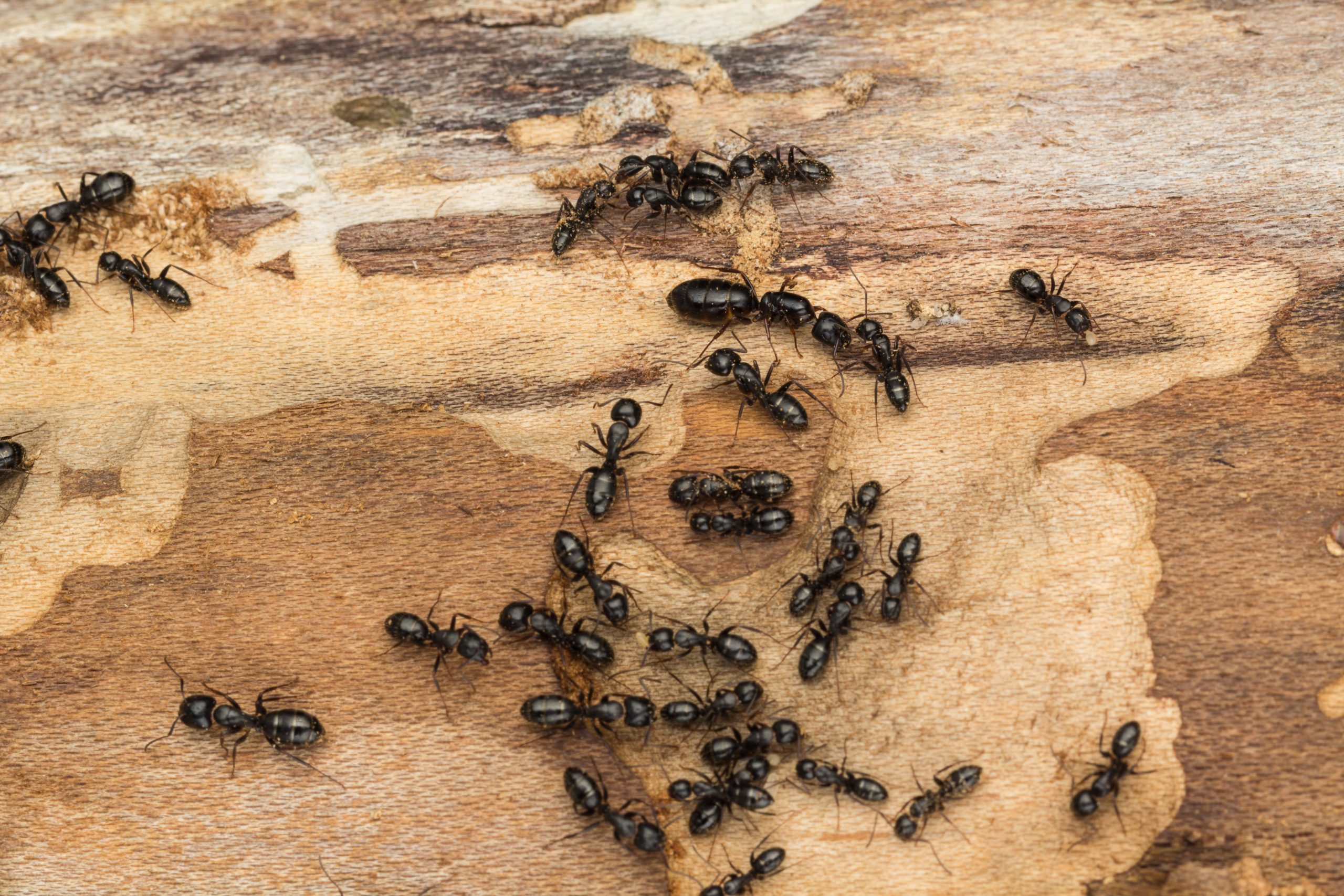 faq - What do pest control companies use for carpenter ants?