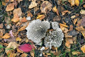 faq - Will wasps return to a destroyed nest? - Birch