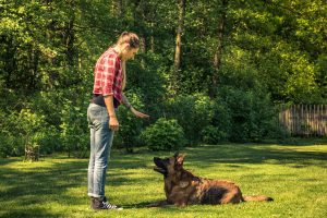 faq - Are K9 dogs used for bed bugs? - birch