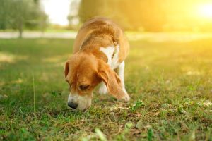 faq - How can a dog detect bed bugs? - birch