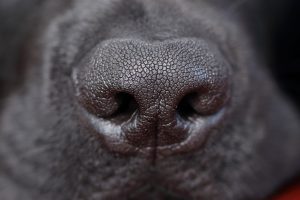 faq - How much does it cost for a K9 inspection? - birch