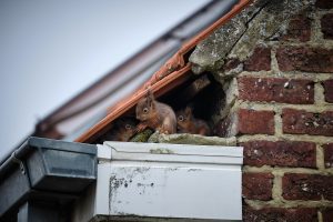 Dealing with a Squirrel in Your Roof