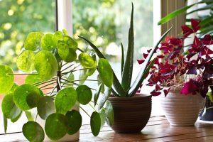 Various house plants on the window. Pest free - Birch Fumigators