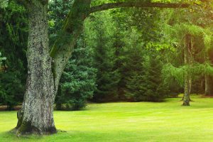 How do I choose a good arborist? - faq - Birch