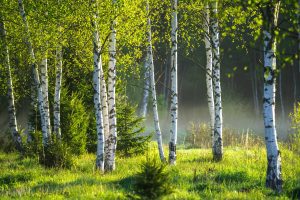 What is a certified arborist ? - faq - Birch