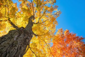 What signs might indicate my tree is unhealthy? - faq - Birch