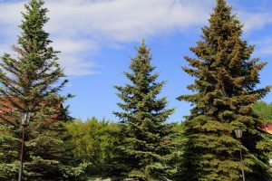 Preserving Our Green Giants: Long-Term Strategies for Enhancing Tree Health and Combating Pests