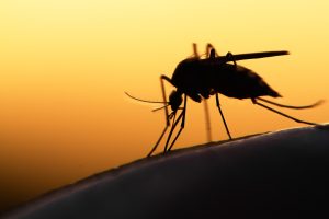 Where in Canada has the least mosquitoes?