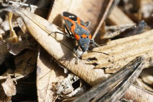 Are Boxelder bugs harmful to humans or pets?