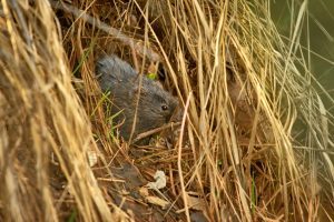 How can I determine if my property has voles?