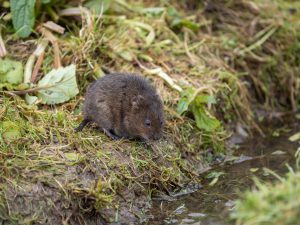 How can vole nests be identified?