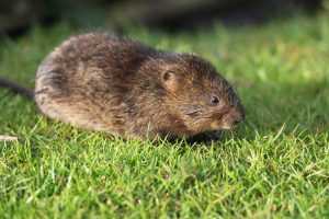 How does castor oil function in vole pest control?