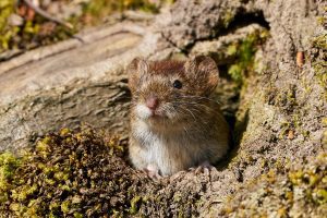 Is it possible for voles to enter wall spaces?