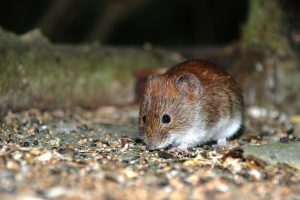 What actions should be taken upon spotting a vole?