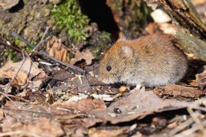 What distinguishes a vole from a field mouse?