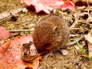 What does vole excrement resemble?