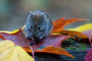 Which traps are most effective for vole removal?