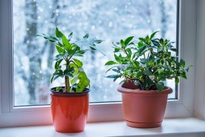 Indoor Pest Control: Keeping Your Houseplants Safe in Winter