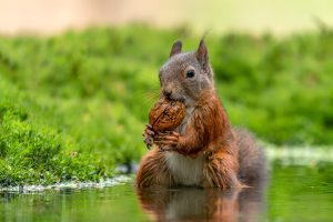 Are red squirrels carnivores?