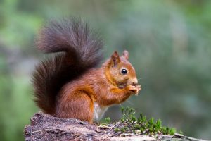 Are red squirrels destructive?