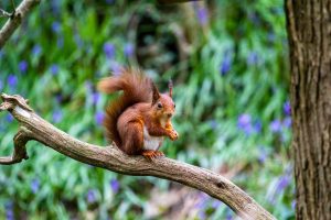 Are red squirrels endangered in Canada?