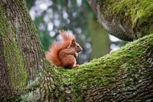 Are red squirrels native to Canada?