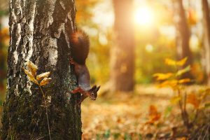 Are red squirrels protected in Alberta?