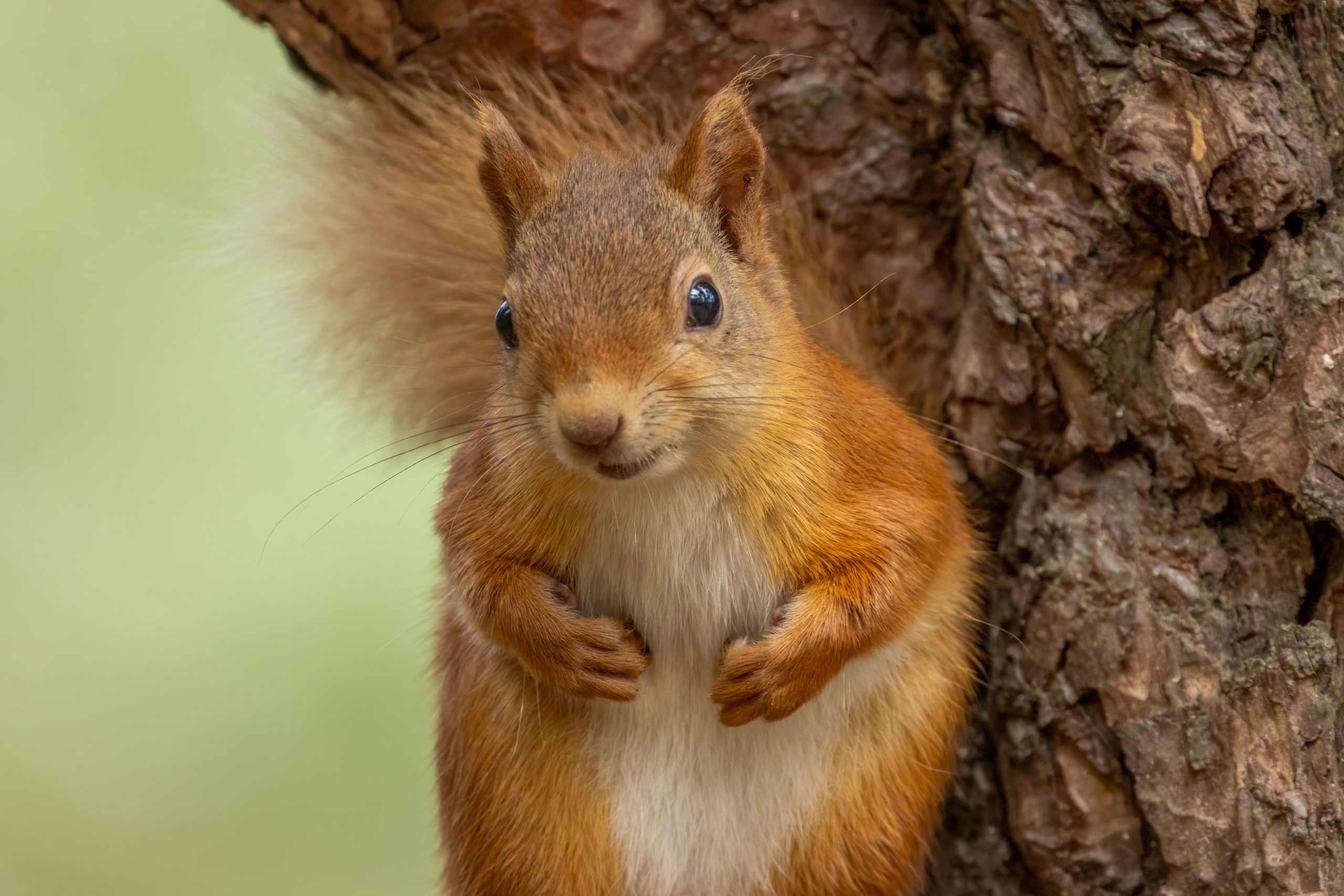 Are red squirrels smart?