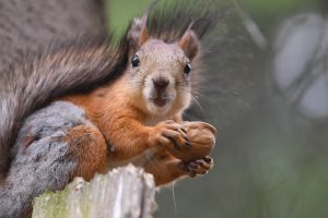 Can red squirrels breed with grey squirrels?