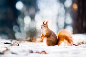 Where are red squirrels found?