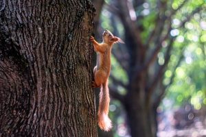 Where do red squirrels hibernate?