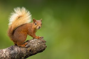 Where do red squirrels live in the winter?