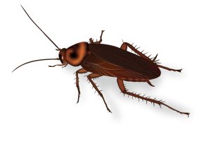 American Cockroach Image Pest Identification