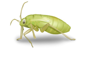 Aphids Pest Identification Image