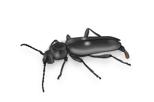 Bore Beetles Pest Identification Image